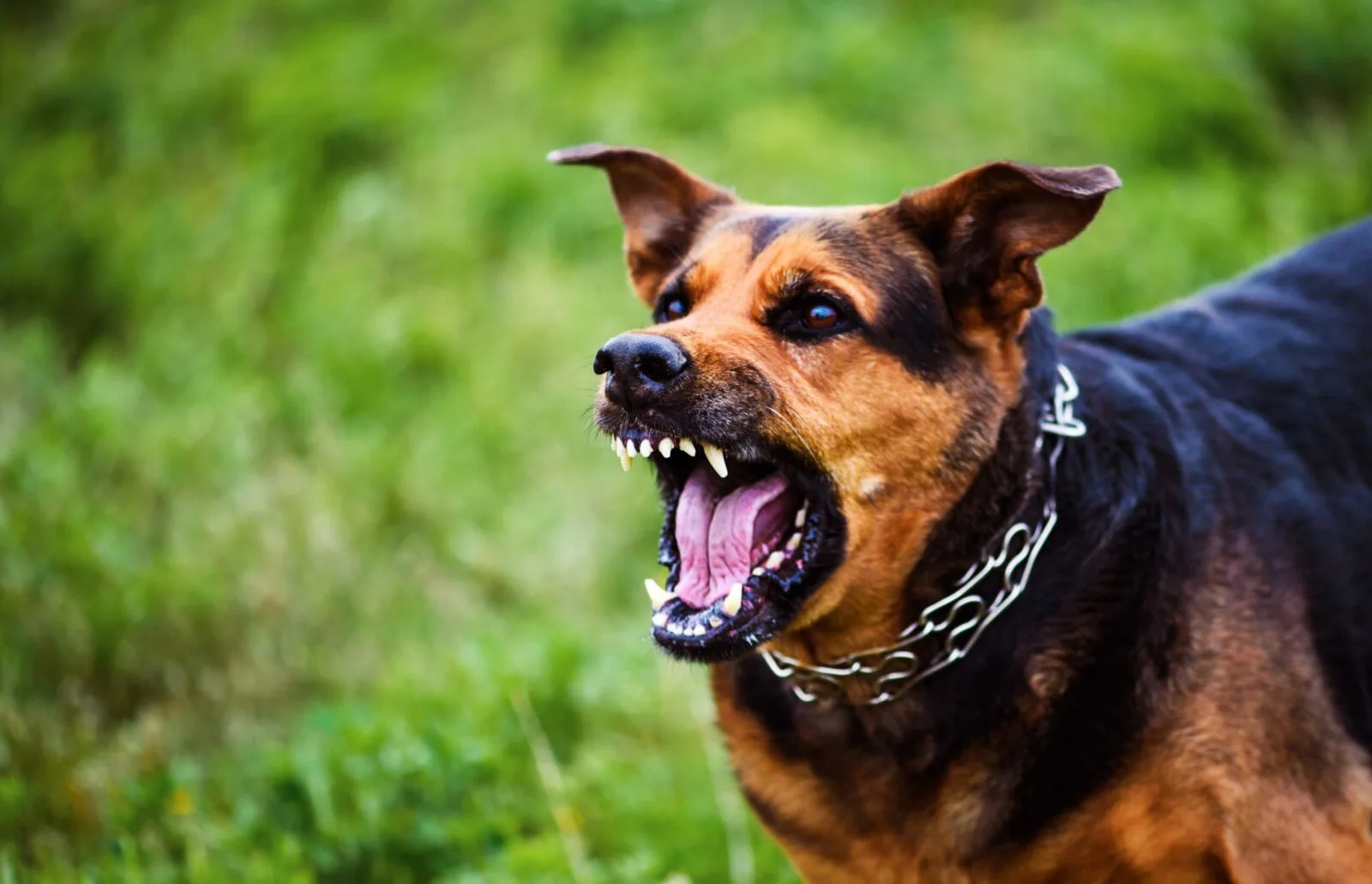 Aggressive dog barking with bared teeth, wearing a metal chain collar, standing on grass with a blurred green background.